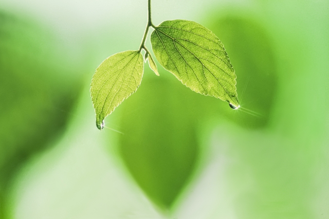 洗剤頼みの時代から、安心安全なオゾン水へ