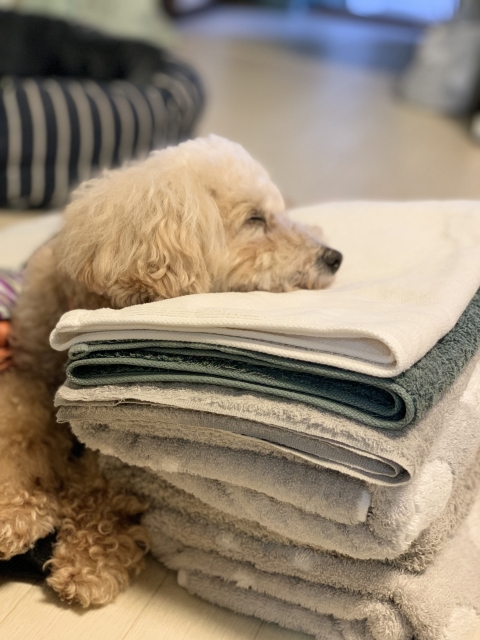 染みつく獣臭 → 洗うだけでスッと消える新習慣